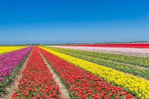 From Amsterdam: take the famous Tulip route tour