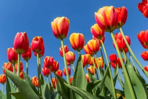 From Amsterdam: take the famous Tulip route tour