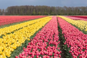 From Amsterdam: take the famous Tulip route tour