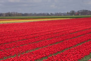 From Amsterdam: take the famous Tulip route tour