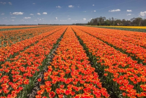 From Amsterdam: take the famous Tulip route tour