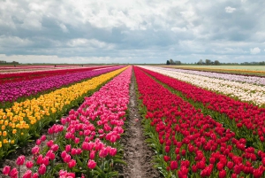 From Amsterdam: take the famous Tulip route tour