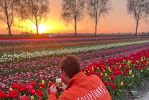 From Amsterdam: The Tulip Sunset Tour with Dinner