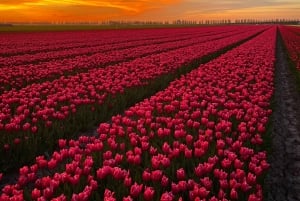 From Amsterdam: The Tulip Sunset Tour with Dinner