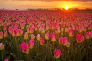 From Amsterdam: The Tulip Sunset Tour with Dinner