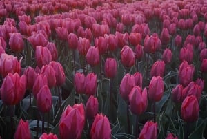 From Amsterdam: The Tulip Sunset Tour with Dinner