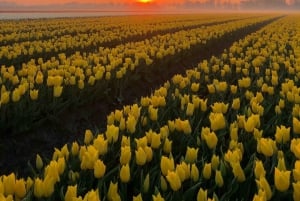 From Amsterdam: The Tulip Sunset Tour with Dinner