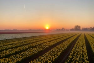 From Amsterdam: The Tulip Sunset Tour with Dinner