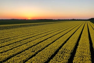 From Amsterdam: The Tulip Sunset Tour with Dinner