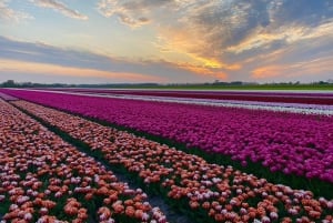 From Amsterdam: The Tulip Sunset Tour with Dinner