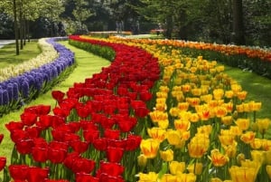 Amsterdam: Keukenhof Gardens Guided Tour & Tulip Experience