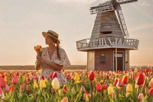 アムステルダム発：チューリップ畑体験 – The Tulip Barnへようこそ