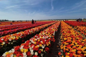 アムステルダム発：チューリップ畑体験 – The Tulip Barnへようこそ