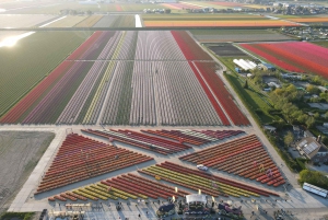 アムステルダム発：チューリップ畑体験 – The Tulip Barnへようこそ