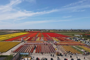 アムステルダム発：チューリップ畑体験 – The Tulip Barnへようこそ