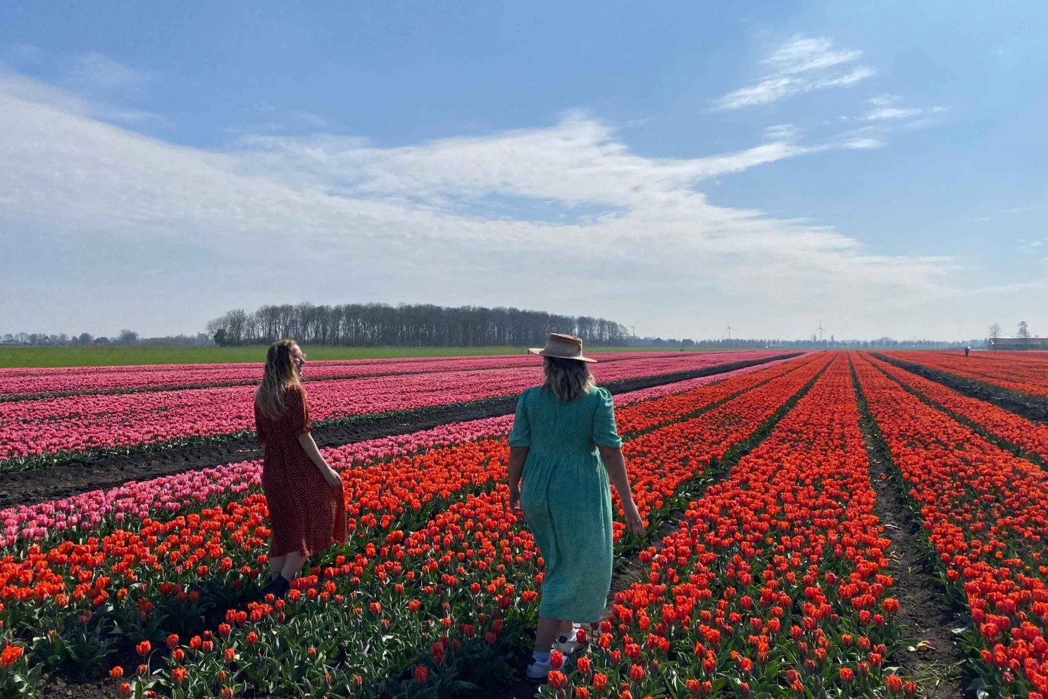 From Amsterdam: Tulip Fields and Windmill Tour with Lunch