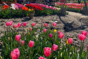 From Amsterdam: Tulip Fields and Windmill Tour with Lunch