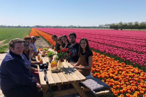 From Amsterdam: Tulip Fields and Windmill Tour with Lunch