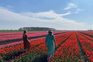 Amsterdam: Tulip Fields Day Tour with Lunch & Windmill