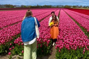 Amsterdam: Tulip Fields Day Tour with Lunch & Windmill