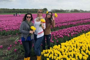 Amsterdam: Tulip Fields Day Tour with Lunch & Windmill