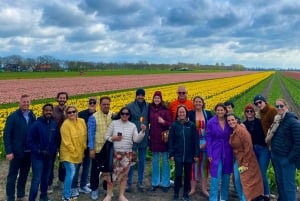 Amsterdam: Tulip Fields Day Tour with Lunch & Windmill