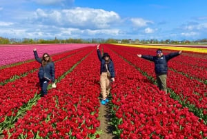 Amsterdam: Tulip Fields Day Tour with Lunch & Windmill