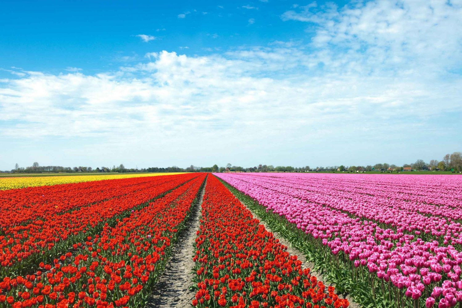 Fra Amsterdam: Tur til Hollands tulipanmarker