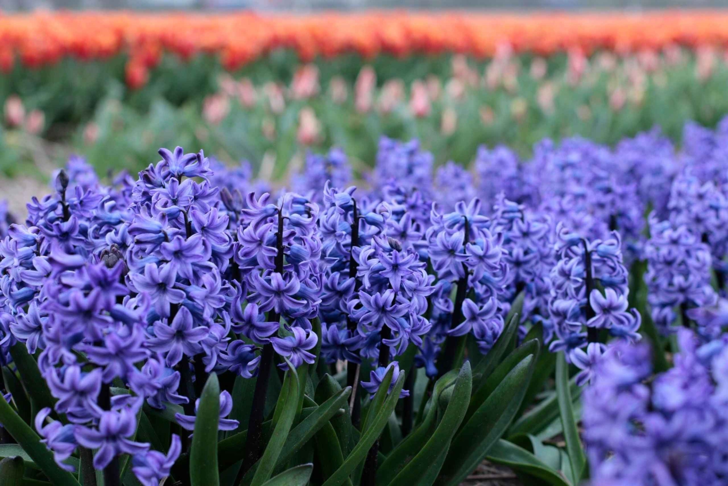 From Amsterdam: Tulip Fields of Holland Tour