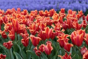 From Amsterdam: Tulip Fields of Holland Tour