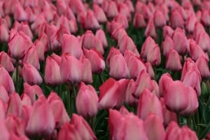 From Amsterdam: Tulip Fields of Holland Tour