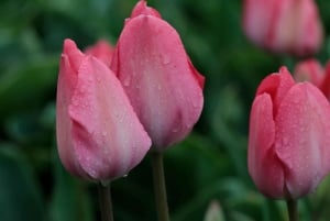 From Amsterdam: Tulip Fields of Holland Tour