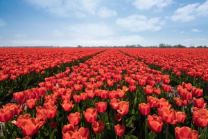 From Amsterdam: Tulip Fields of Holland Tour