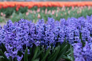 From Amsterdam: Tulip Fields of Holland Tour