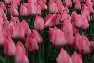 From Amsterdam: Tulip Fields of Holland Tour