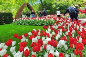 From Amsterdam: Tulip Tour Keukenhof & City Tour Delft