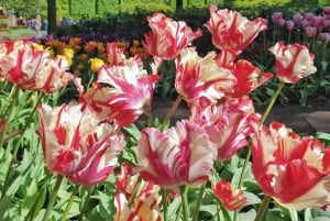 From Amsterdam: Tulip Tour Keukenhof & City Tour Delft