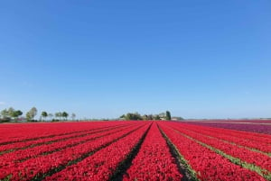 From Amsterdam: Tulip Tour Keukenhof & City Tour Delft