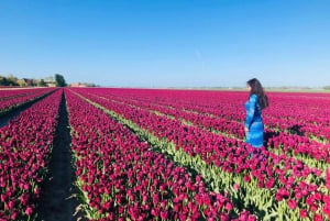 From Amsterdam: Tulip Tour Keukenhof & City Tour Delft