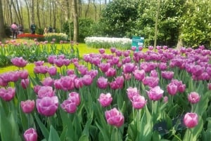 From Amsterdam: Tulip Tour Keukenhof & City Tour Delft