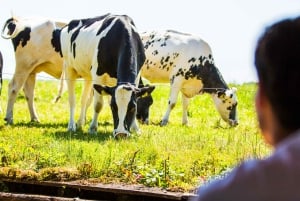 From Amsterdam: Ultimate Giethoorn Experience with Boat Tour