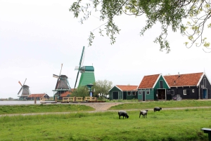 Z Amsterdamu: Wiatraki Zaanse Schans Tour po hiszpańsku