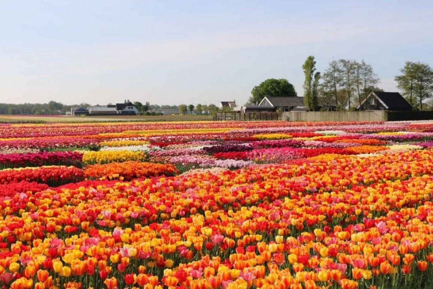 Von Den Haag aus: Private Tour zum Keukenhof & Tulpenerlebnis