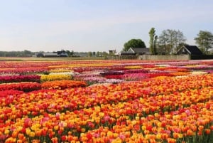 Fra Haag: Privat tur til Keukenhof og tulipanopplevelse