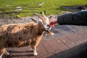Visita guiada privada de medio día al Zaanse Schans