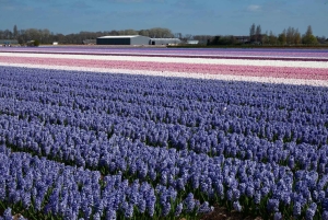 Hollannin valokuvakierros – tuulimyllyt, tulppaanit ja näkymät – pienryhmä