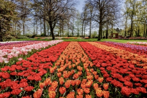 Keukenhof and Amsterdam Castle: Small Group or Private Tour