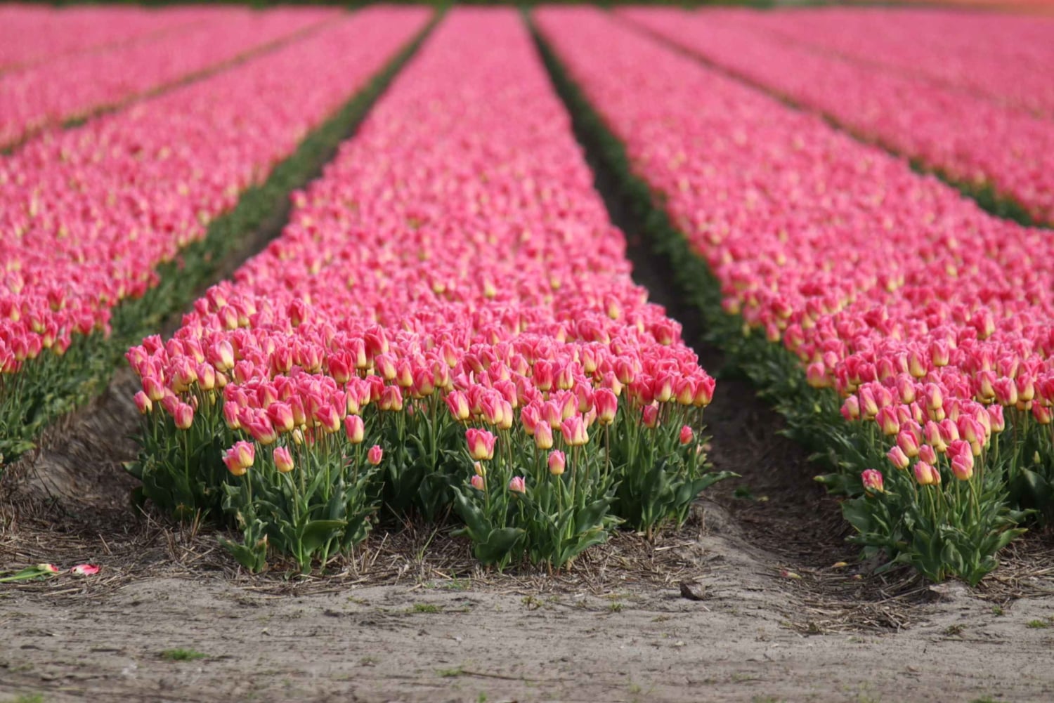 Keukenhof: Kukkapellot Pienryhmäinen kulttuuripyöräretki