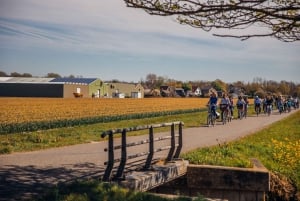 Keukenhof : Champs de fleurs Visite en petit groupe à vélo culturel