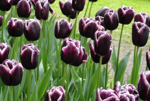 Keukenhof: Blumenfelder Kleingruppentour Kulturradtour